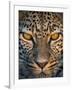 Leopard (Panthera Pardus), Ndutu, Ngorongoro Conservation Area, Tanzania-null-Framed Photographic Print