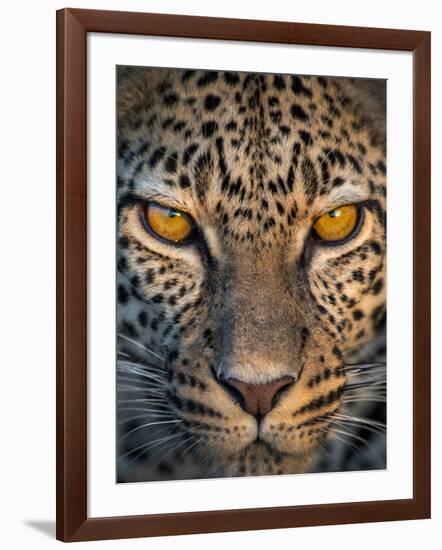 Leopard (Panthera Pardus), Ndutu, Ngorongoro Conservation Area, Tanzania-null-Framed Photographic Print
