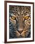 Leopard (Panthera Pardus), Ndutu, Ngorongoro Conservation Area, Tanzania-null-Framed Photographic Print