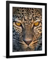 Leopard (Panthera Pardus), Ndutu, Ngorongoro Conservation Area, Tanzania-null-Framed Photographic Print