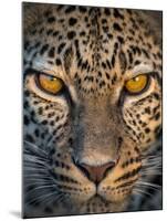 Leopard (Panthera Pardus), Ndutu, Ngorongoro Conservation Area, Tanzania-null-Mounted Photographic Print