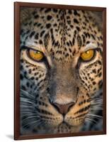 Leopard (Panthera Pardus), Ndutu, Ngorongoro Conservation Area, Tanzania-null-Framed Photographic Print