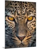 Leopard (Panthera Pardus), Ndutu, Ngorongoro Conservation Area, Tanzania-null-Mounted Photographic Print