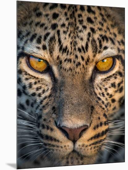 Leopard (Panthera Pardus), Ndutu, Ngorongoro Conservation Area, Tanzania-null-Mounted Photographic Print