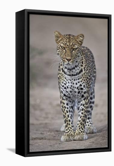 Leopard (Panthera Pardus), Ngorongoro Conservation Area, Serengeti, Tanzania, East Africa, Africa-James Hager-Framed Stretched Canvas