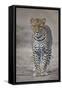 Leopard (Panthera Pardus), Ngorongoro Conservation Area, Serengeti, Tanzania, East Africa, Africa-James Hager-Framed Stretched Canvas