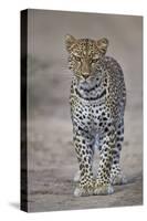 Leopard (Panthera Pardus), Ngorongoro Conservation Area, Serengeti, Tanzania, East Africa, Africa-James Hager-Stretched Canvas