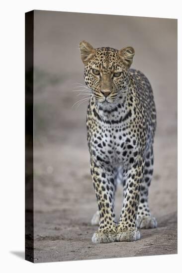 Leopard (Panthera Pardus), Ngorongoro Conservation Area, Serengeti, Tanzania, East Africa, Africa-James Hager-Stretched Canvas