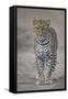 Leopard (Panthera Pardus), Ngorongoro Conservation Area, Serengeti, Tanzania, East Africa, Africa-James Hager-Framed Stretched Canvas