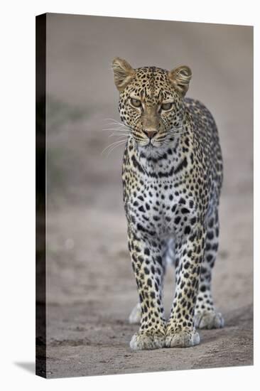 Leopard (Panthera Pardus), Ngorongoro Conservation Area, Serengeti, Tanzania, East Africa, Africa-James Hager-Stretched Canvas