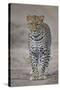 Leopard (Panthera Pardus), Ngorongoro Conservation Area, Serengeti, Tanzania, East Africa, Africa-James Hager-Stretched Canvas