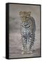 Leopard (Panthera Pardus), Ngorongoro Conservation Area, Serengeti, Tanzania, East Africa, Africa-James Hager-Framed Stretched Canvas