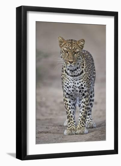 Leopard (Panthera Pardus), Ngorongoro Conservation Area, Serengeti, Tanzania, East Africa, Africa-James Hager-Framed Premium Photographic Print