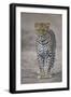 Leopard (Panthera Pardus), Ngorongoro Conservation Area, Serengeti, Tanzania, East Africa, Africa-James Hager-Framed Premium Photographic Print