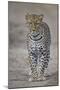 Leopard (Panthera Pardus), Ngorongoro Conservation Area, Serengeti, Tanzania, East Africa, Africa-James Hager-Mounted Premium Photographic Print