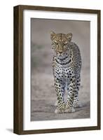 Leopard (Panthera Pardus), Ngorongoro Conservation Area, Serengeti, Tanzania, East Africa, Africa-James Hager-Framed Photographic Print