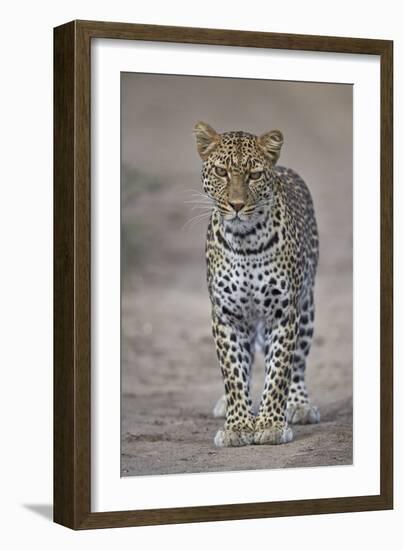 Leopard (Panthera Pardus), Ngorongoro Conservation Area, Serengeti, Tanzania, East Africa, Africa-James Hager-Framed Photographic Print