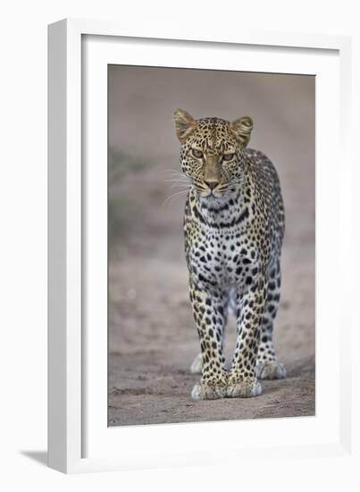 Leopard (Panthera Pardus), Ngorongoro Conservation Area, Serengeti, Tanzania, East Africa, Africa-James Hager-Framed Photographic Print