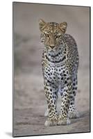 Leopard (Panthera Pardus), Ngorongoro Conservation Area, Serengeti, Tanzania, East Africa, Africa-James Hager-Mounted Photographic Print