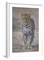 Leopard (Panthera Pardus), Ngorongoro Conservation Area, Serengeti, Tanzania, East Africa, Africa-James Hager-Framed Photographic Print