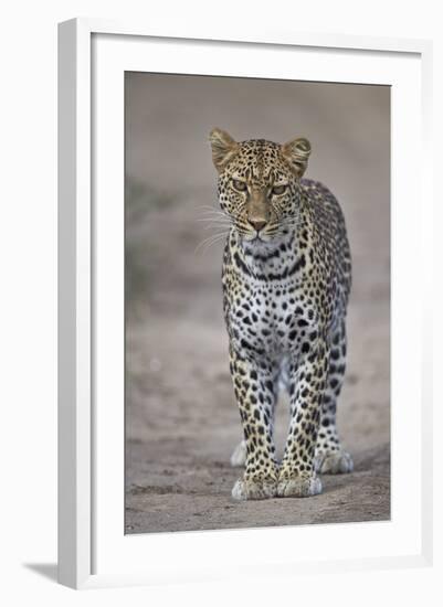 Leopard (Panthera Pardus), Ngorongoro Conservation Area, Serengeti, Tanzania, East Africa, Africa-James Hager-Framed Photographic Print