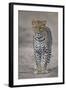 Leopard (Panthera Pardus), Ngorongoro Conservation Area, Serengeti, Tanzania, East Africa, Africa-James Hager-Framed Photographic Print