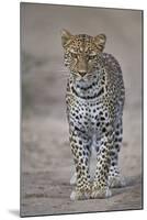 Leopard (Panthera Pardus), Ngorongoro Conservation Area, Serengeti, Tanzania, East Africa, Africa-James Hager-Mounted Photographic Print