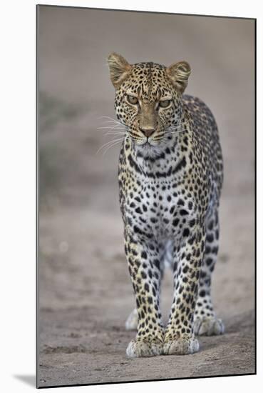 Leopard (Panthera Pardus), Ngorongoro Conservation Area, Serengeti, Tanzania, East Africa, Africa-James Hager-Mounted Photographic Print