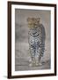 Leopard (Panthera Pardus), Ngorongoro Conservation Area, Serengeti, Tanzania, East Africa, Africa-James Hager-Framed Photographic Print