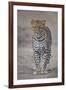 Leopard (Panthera Pardus), Ngorongoro Conservation Area, Serengeti, Tanzania, East Africa, Africa-James Hager-Framed Photographic Print