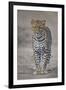 Leopard (Panthera Pardus), Ngorongoro Conservation Area, Serengeti, Tanzania, East Africa, Africa-James Hager-Framed Photographic Print