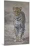 Leopard (Panthera Pardus), Ngorongoro Conservation Area, Serengeti, Tanzania, East Africa, Africa-James Hager-Mounted Photographic Print