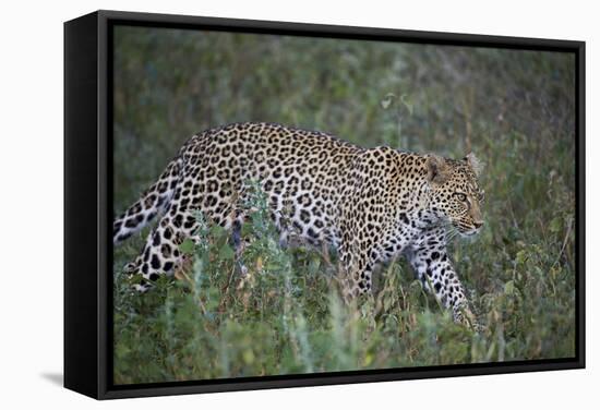 Leopard (Panthera Pardus), Ngorongoro Conservation Area, Serengeti, Tanzania, East Africa, Africa-James Hager-Framed Stretched Canvas