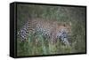 Leopard (Panthera Pardus), Ngorongoro Conservation Area, Serengeti, Tanzania, East Africa, Africa-James Hager-Framed Stretched Canvas