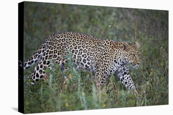 Leopard (Panthera Pardus), Ngorongoro Conservation Area, Serengeti, Tanzania, East Africa, Africa-James Hager-Stretched Canvas