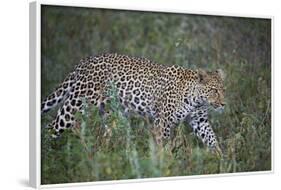 Leopard (Panthera Pardus), Ngorongoro Conservation Area, Serengeti, Tanzania, East Africa, Africa-James Hager-Framed Photographic Print