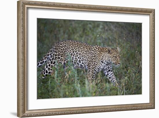 Leopard (Panthera Pardus), Ngorongoro Conservation Area, Serengeti, Tanzania, East Africa, Africa-James Hager-Framed Photographic Print