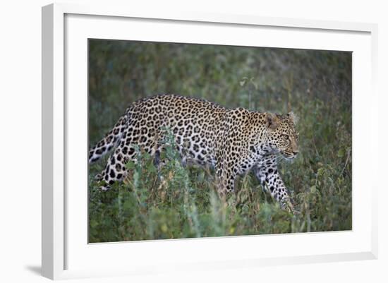 Leopard (Panthera Pardus), Ngorongoro Conservation Area, Serengeti, Tanzania, East Africa, Africa-James Hager-Framed Photographic Print