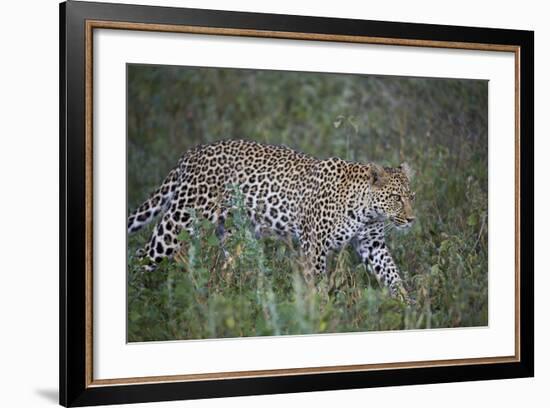 Leopard (Panthera Pardus), Ngorongoro Conservation Area, Serengeti, Tanzania, East Africa, Africa-James Hager-Framed Photographic Print