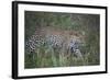 Leopard (Panthera Pardus), Ngorongoro Conservation Area, Serengeti, Tanzania, East Africa, Africa-James Hager-Framed Photographic Print