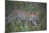 Leopard (Panthera Pardus), Ngorongoro Conservation Area, Serengeti, Tanzania, East Africa, Africa-James Hager-Mounted Photographic Print