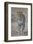 Leopard (Panthera Pardus), Ngorongoro Conservation Area, Serengeti, Tanzania, East Africa, Africa-James Hager-Framed Photographic Print