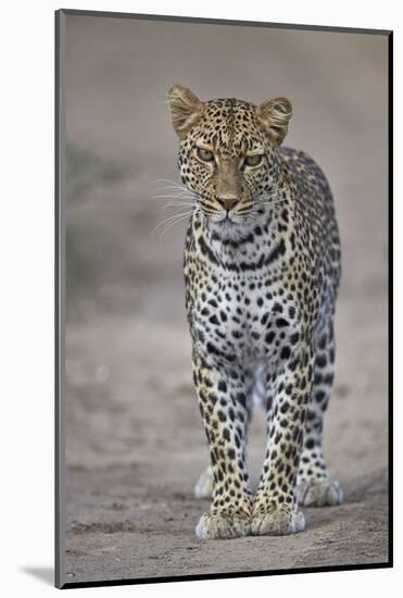 Leopard (Panthera Pardus), Ngorongoro Conservation Area, Serengeti, Tanzania, East Africa, Africa-James Hager-Mounted Photographic Print