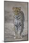 Leopard (Panthera Pardus), Ngorongoro Conservation Area, Serengeti, Tanzania, East Africa, Africa-James Hager-Mounted Photographic Print