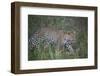 Leopard (Panthera Pardus), Ngorongoro Conservation Area, Serengeti, Tanzania, East Africa, Africa-James Hager-Framed Photographic Print