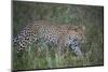 Leopard (Panthera Pardus), Ngorongoro Conservation Area, Serengeti, Tanzania, East Africa, Africa-James Hager-Mounted Photographic Print