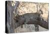 Leopard (Panthera Pardus), Okavango Delta, Botswana, Africa-Sergio Pitamitz-Stretched Canvas