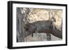 Leopard (Panthera Pardus), Okavango Delta, Botswana, Africa-Sergio Pitamitz-Framed Photographic Print