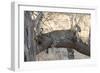 Leopard (Panthera Pardus), Okavango Delta, Botswana, Africa-Sergio Pitamitz-Framed Photographic Print