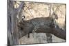 Leopard (Panthera Pardus), Okavango Delta, Botswana, Africa-Sergio Pitamitz-Mounted Photographic Print